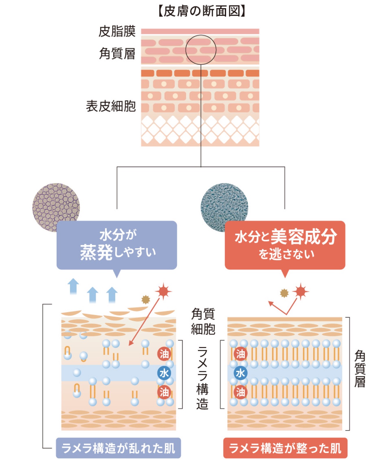 ラメラ構造 模式図