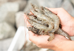 えびを持っている写真