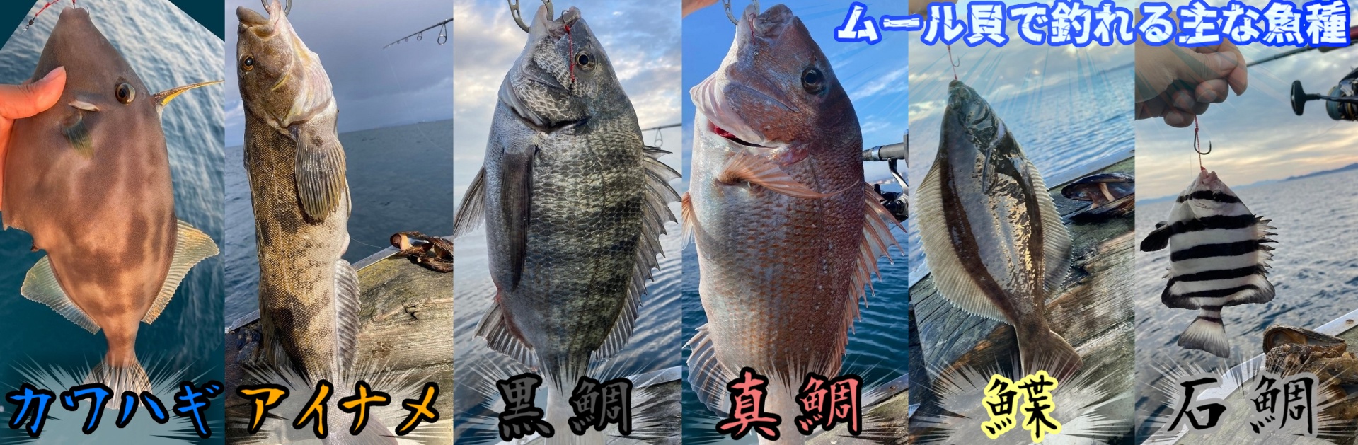 ムール貝で釣れる魚種
