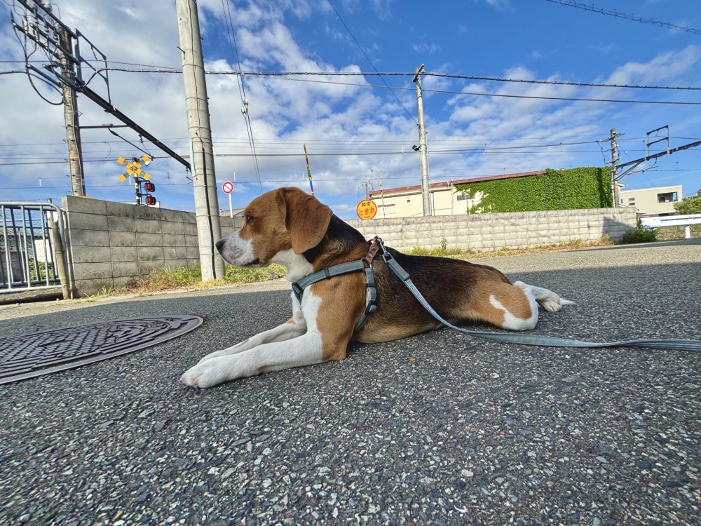 夏のアスファルトとペットの肉球