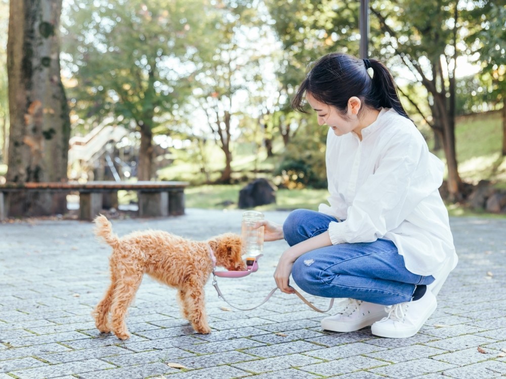ペット用お守り 夏におすすめ