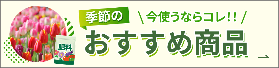今使うならコレ！！季節のおすすめ商品はこちらから