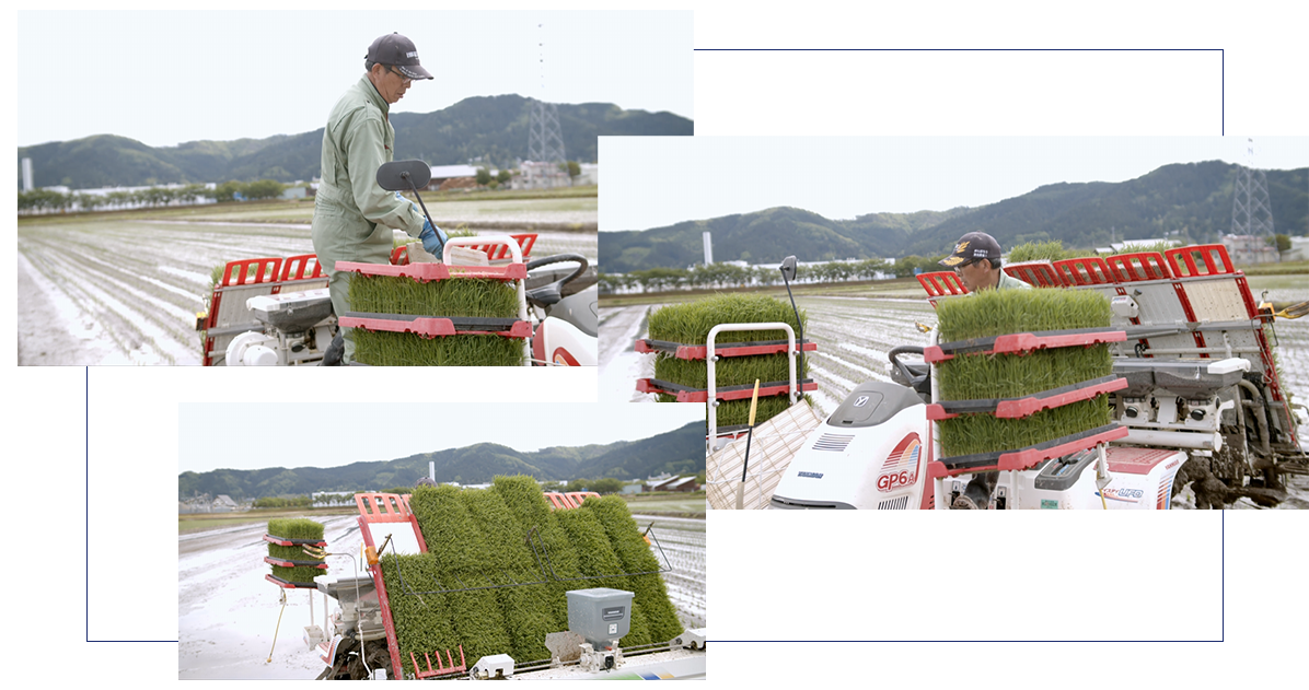 田植えの様子