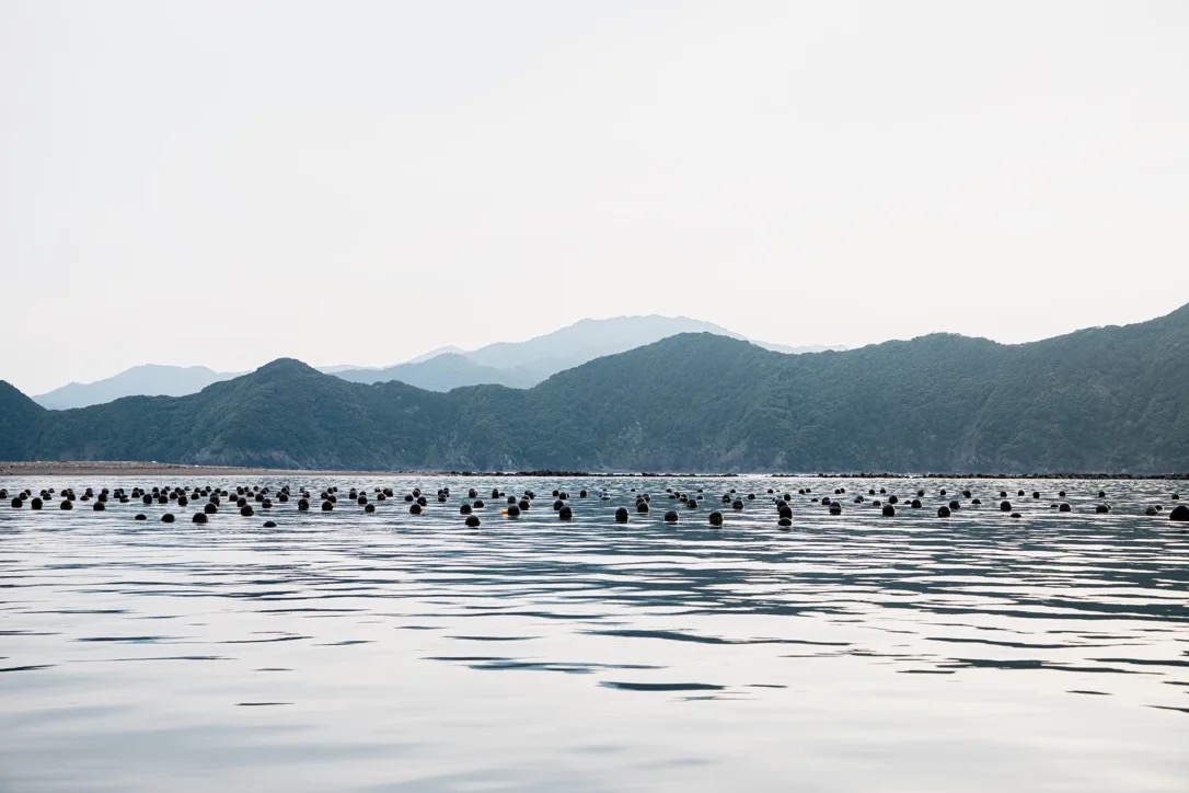 蒲江の海に広がる養殖いかだ