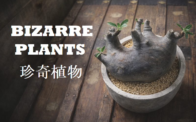 BIZARRE PLANTS