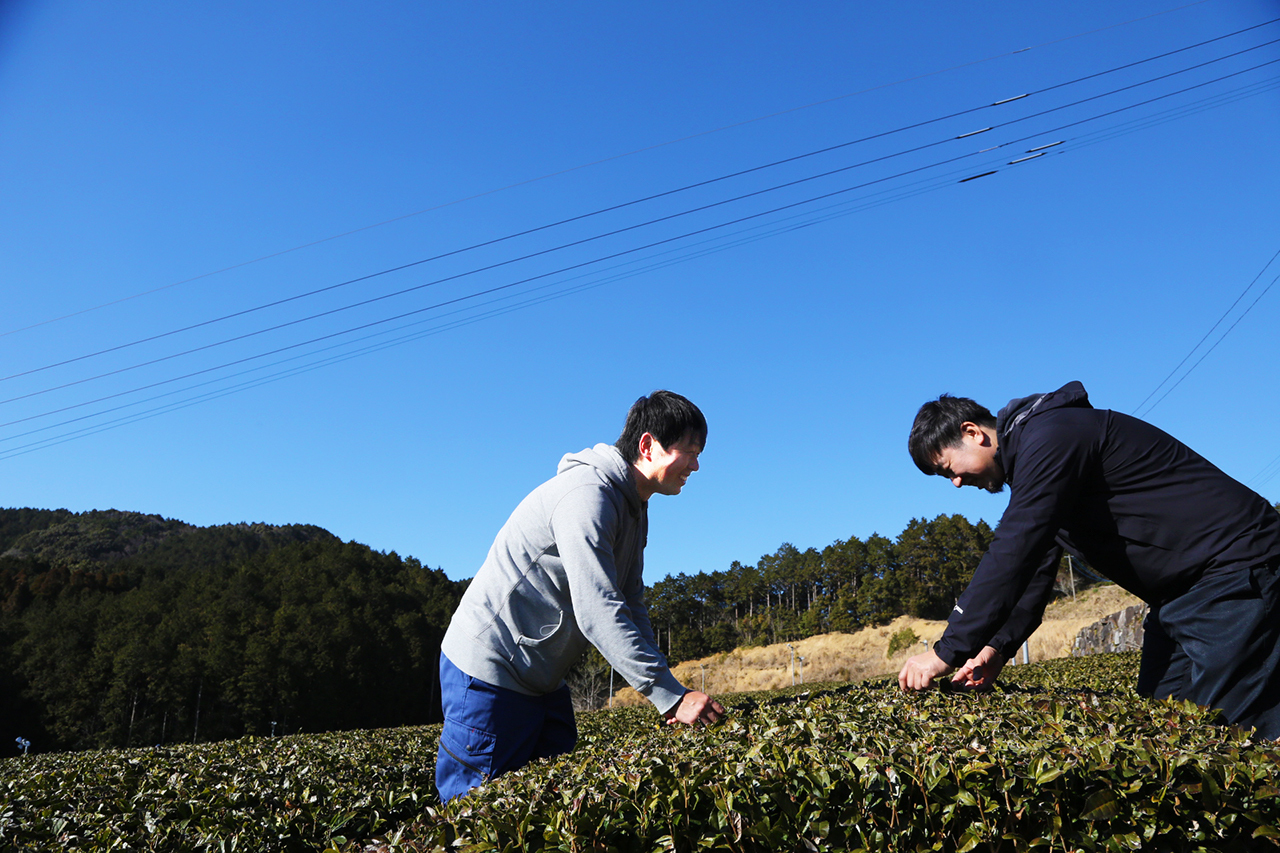 特選うれしの茶 | うれしの茶の通販【武藤製茶園】/佐賀県嬉野市