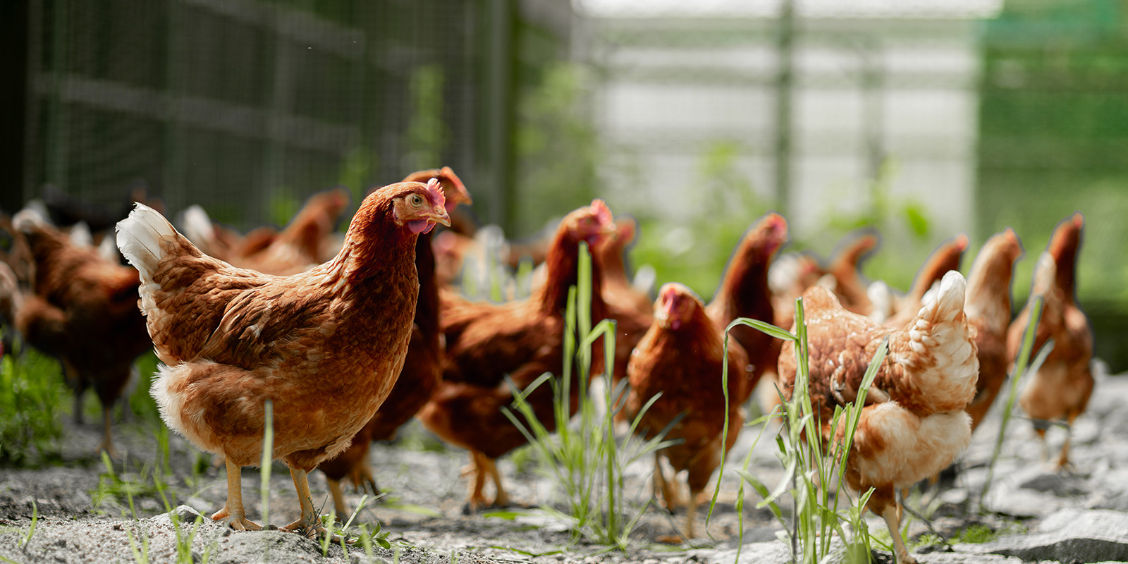 放し飼い、平飼いによる健康的な飼育環境