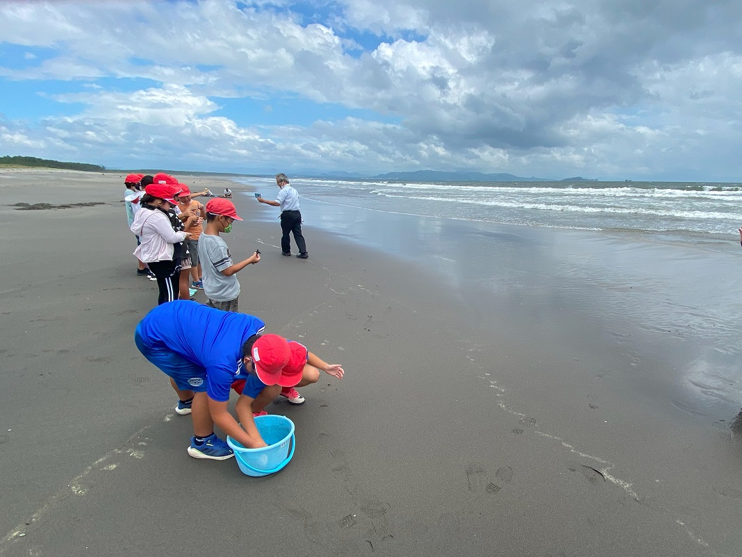 ウミガメの産卵地