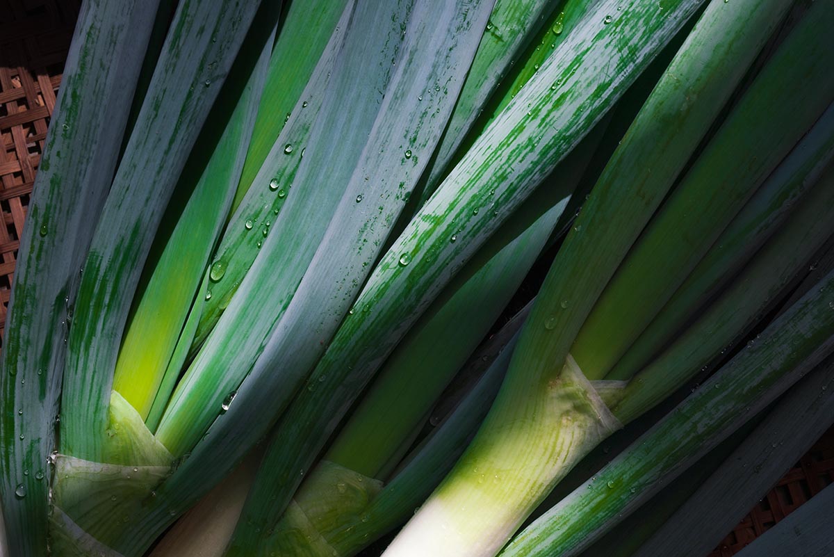 Otani Farmの美味しいネギ