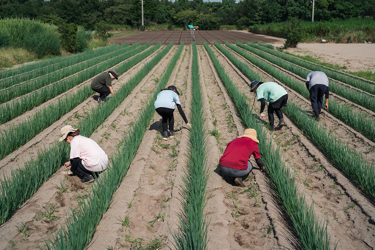 Otani Farmの美味しいネギ