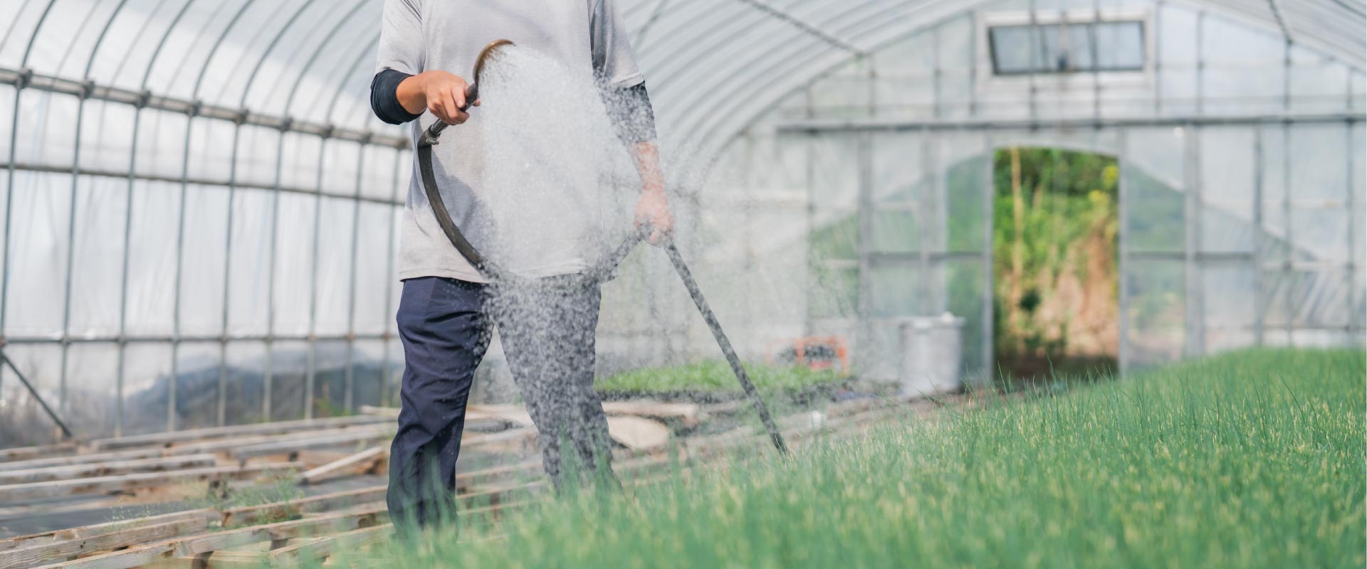 Otani farmの美味しいネギ