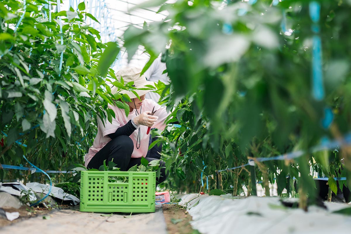Otani Farmの美味しいネギ