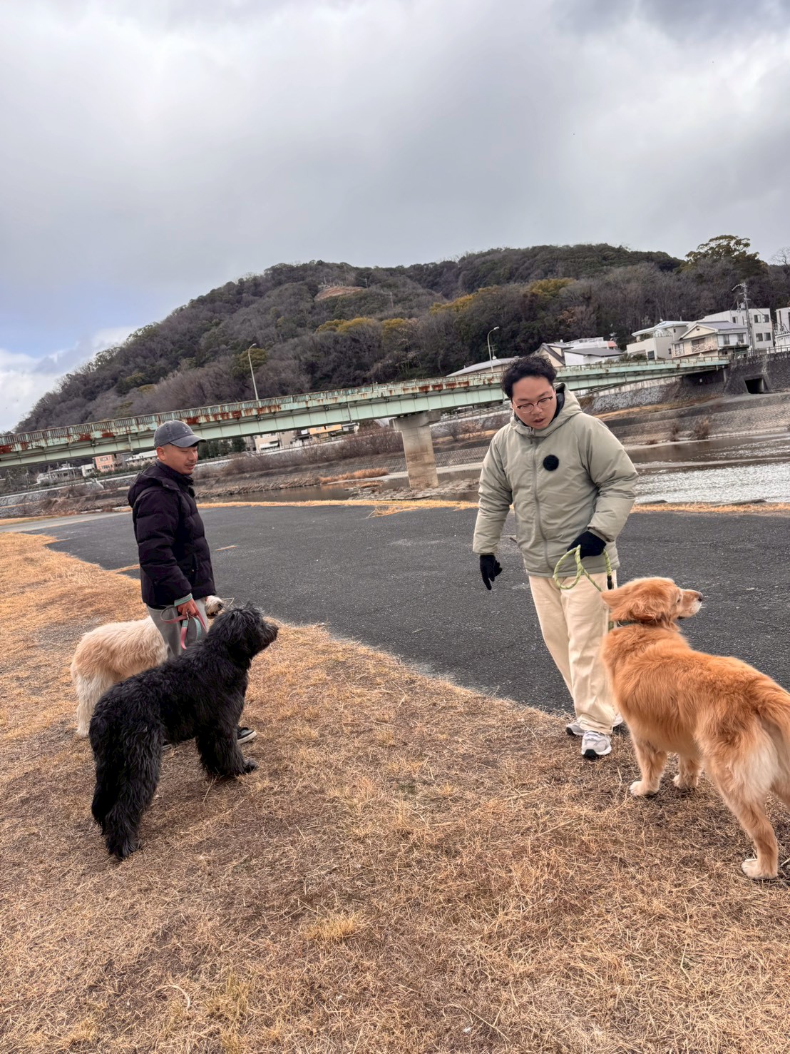人と犬たちが過ごす日常
