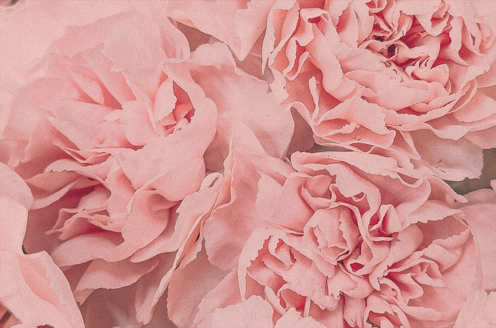 Puens ヒメトノセラム | なりたいお肌に導く puens（ピューエンズ）