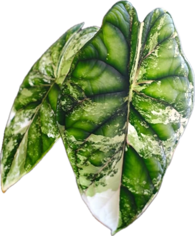 Plants