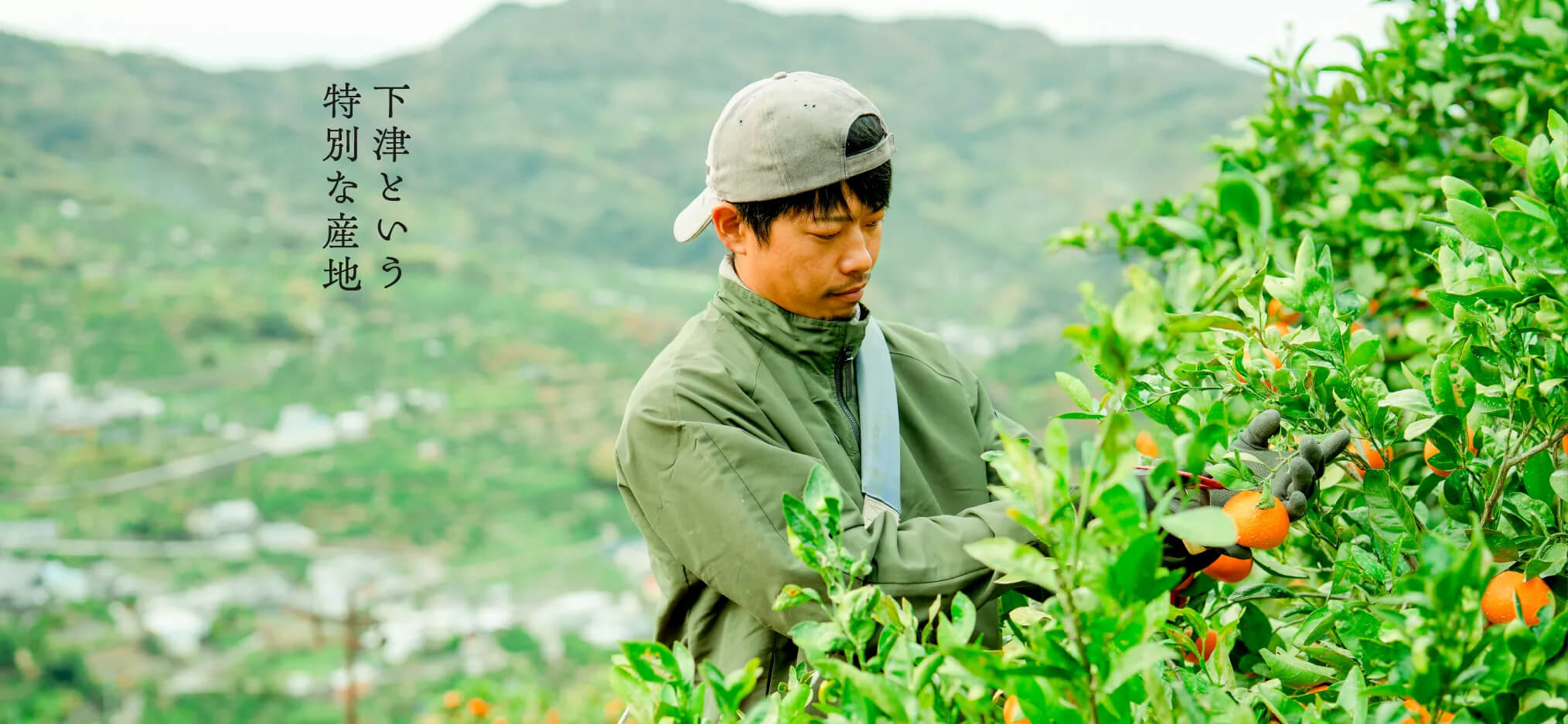 下津という特別な産地