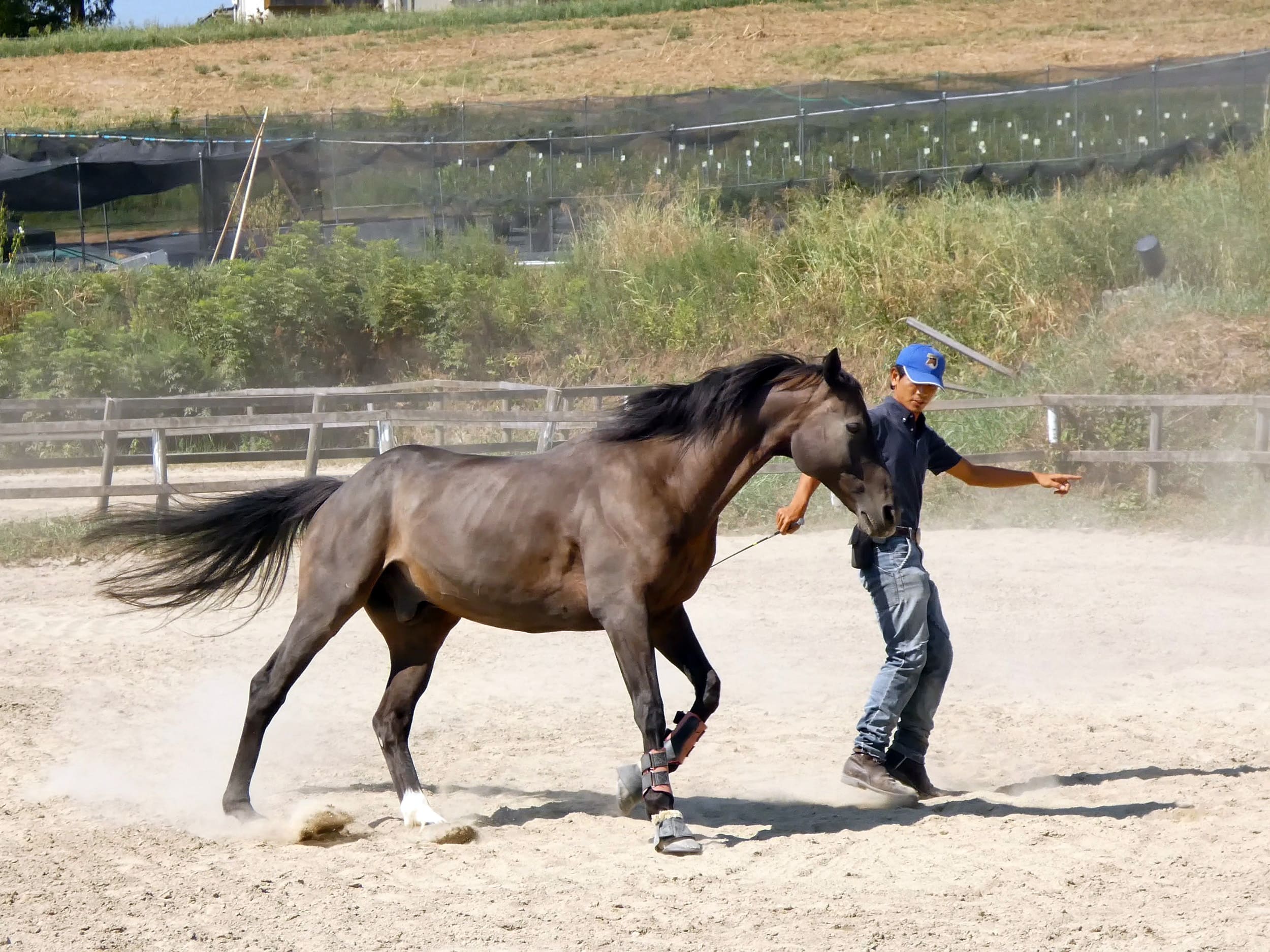 現役の馬も引退した馬も